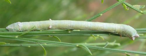 Réf. 213 440 : Biston betularia